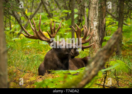 The large bull moose (Alces alces) know by locals as 'Hook' is seen during the rutting season resting on the forest floor in Kincaid Park in Anchor... Stock Photo