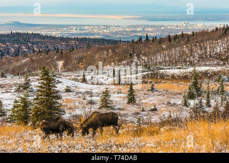 Two bull moose (Alces alces) fighting during the rut on a late fall day at Powerline Pass near Anchorage; Alaska, United States of America Stock Photo