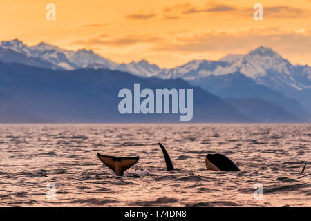 Killer whales (Orcinus orca), also known as Orca, swimming at dusk in the Inside Passage of Lynn Canal with the Chilkat Mountains in the background Stock Photo