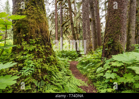 Trail through an old growth forest, Tongass National Forest; Alaska, United States of America Stock Photo