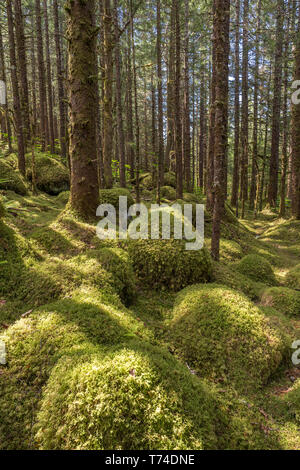 Old growth forest with Sitka spruce (Picea sitchensis) and hemlock (Tsuga), Tongass National Forest, Southeast Alaska Stock Photo