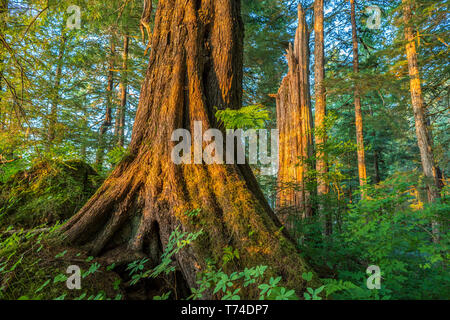 Old growth forest with Sitka spruce (Picea sitchensis) and hemlock (Tsuga), Tongass National Forest, Southeast Alaska Stock Photo