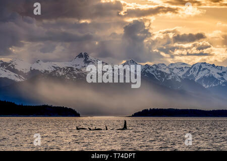 Killer whales (Orcinus orca), also known as Orca, swimming in Inside Passage with the Chilkat Mountains in the background Stock Photo
