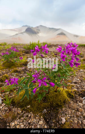 Dwarf fireweed (Chamaenerion latifolium) growing in the pumice with Baked Mountain in the background, Valley of Ten Thousand Smokes, Katmai Nationa... Stock Photo