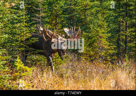 The bull moose (Alces alces) known by locals as 'Hook' is seen in Kincade Park on a sunny fall afternoon; Anchorage, Alaska, United States of America Stock Photo