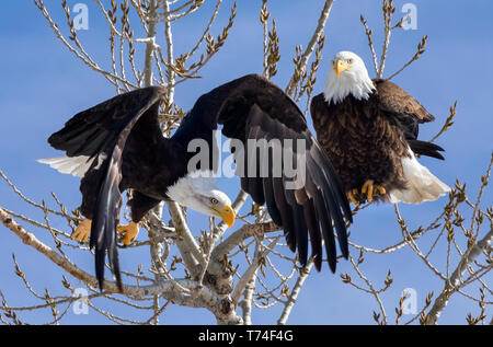 American Eagles (Haliaeetus leucocephalus) perched in a tree against a blue sky and looking down; Fort Collins, Colorado, United States of America Stock Photo