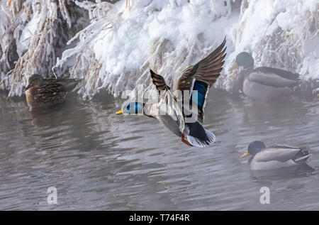 Duck (Anas platyrhynchos) landing on water with ducks at a snowy shoreline; Colorado, United States of America Stock Photo