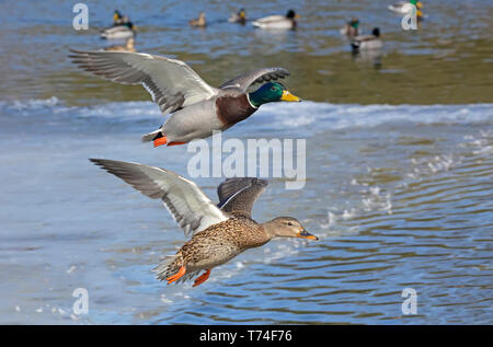 Male and female Mallards (Anas platyrhynchos) taking off from a pond; Fort Collins, Colorado, United States of America Stock Photo