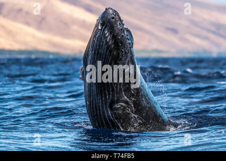 Young Humpback whale (Megaptera novaeangliae) head lunge; Lahaina, Maui, Hawaii, United States of America
