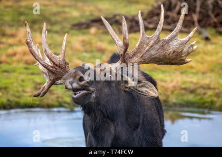 Mature Bull Moose (Alces alces)  in rut doing the Flehman Response where they sniff another moose to check if they are 'in heat' Stock Photo