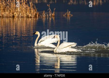 A pair of Trumpeter Swans (Cygnus buccinator), the largest waterfowl in North America, land in Potter Marsh in Anchorage, Alaska in autumn while mi... Stock Photo