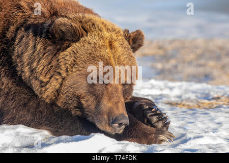 Female Grizzly bear (Ursus arctic sp.) resting in the snow, Alaska Wildlife Conservation Center, South-central Alaska Stock Photo
