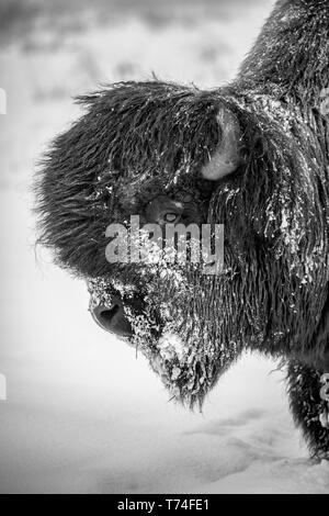 A large, snowy bull Wood bison (Bison bison athabascae), Alaska Wildlife Conservation Center; Portage, Alaska, United States of America Stock Photo