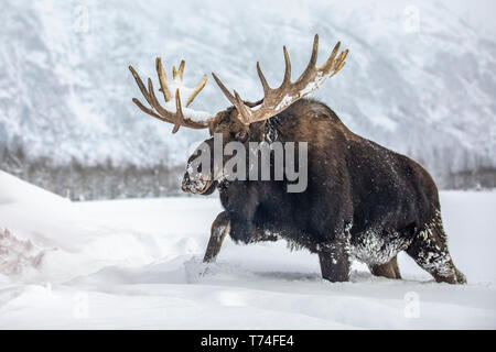 Mature bull moose (Alces alces) with antlers shed of velvet walking in snow, Alaska Wildlife Conservation Center, South-central Alaska Stock Photo