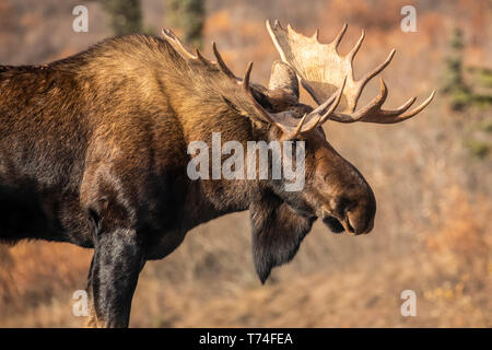 Bull moose (Alces alces) in autumn during rut season, Denali National Park and Preserve, Interior Alaska; Alaska, United States of America Stock Photo