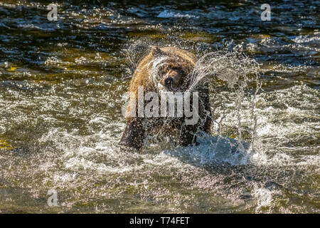 A Brown bear (Ursus arctos) shakes off water after chasing salmon during the summer salmon run in the Russian River near Cooper Landing, South-cent...