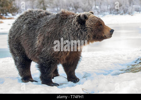 Captive female Grizzly bear (Ursus arctos horribilis) standing on snow, Alaska, Wildlife Conservation Center, South-central Alaska