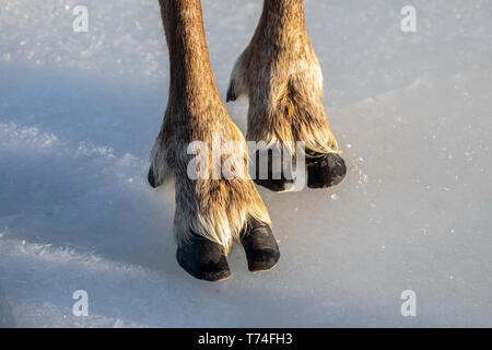 Bull Caribou (Rangifer tarandus) hooves on ice, captive Caribou, Alaska Wildlife Conservation Center, South-central Alaska Stock Photo