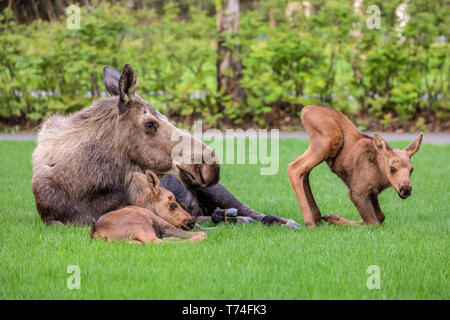 Cow moose (Alces alces) with calves rests on green grass in East Anchorage, Alaska's State mammal, South-central Alaska Stock Photo