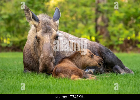 Cow moose (Alces alces) with calf rests on green grass in East Anchorage, Alaska's State mammal, South-central Alaska Stock Photo