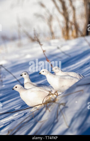 Willow Ptarmigans (Lagopus lagopus) standing in snow with white winter plumage in Arctic Valley, South-central Alaska Stock Photo