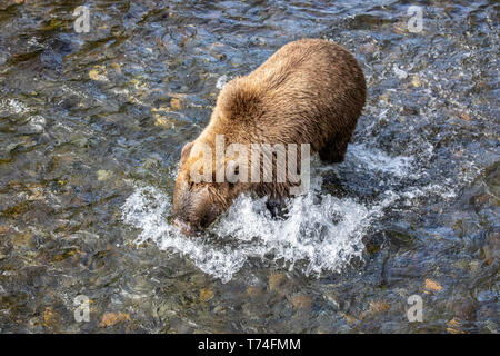 A Brown bear (Ursus arctos) fishes during the summer salmon runs in the Russian River near Cooper Landing, South-central Alaska Stock Photo