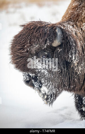 A large Wood bison bull (Bison bison athabascae) in snow, captive in Alaska Wildlife Conservation Center; Portage, Alaska, United States of America Stock Photo