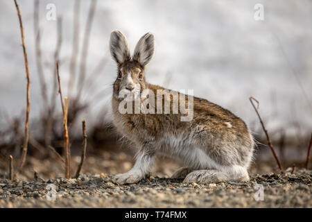 A Snowshoe hare (Lepus americanus) looks at camera in Interior Alaska in springtime. Hare is losing his white winter coat and becoming a mix of gre... Stock Photo