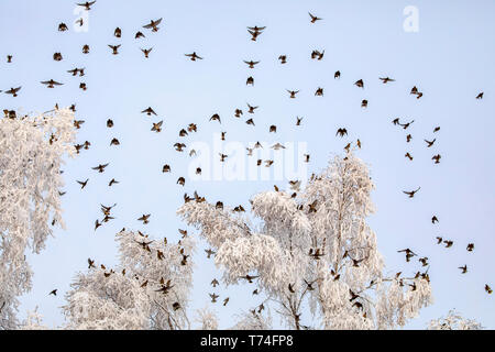 Flock of Bohemian waxwings (Bombycilla garrulus) flying over frosty trees in a blue sky, These birds are common in Anchorage during some winter mon... Stock Photo