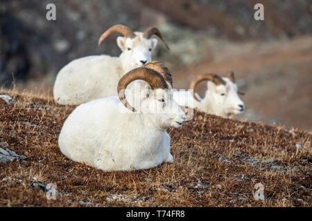 Dall Sheep rams (Ovis dalli) resting on grass in the high country in Denali National Park and Preserve in Interior Alaska in autumn. Rams often tra... Stock Photo