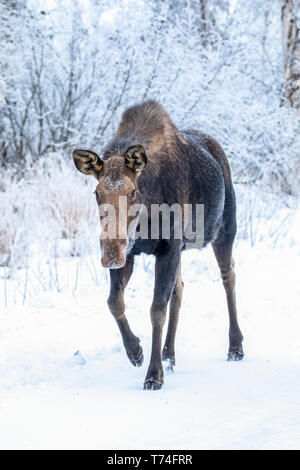 A cow moose (Alces alces) walks along the snowy Arctic Valley Road in winter. She passes right by the photographers car with little concern Stock Photo