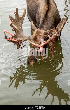 bull moose in shedding velvet antlers crossing the fish