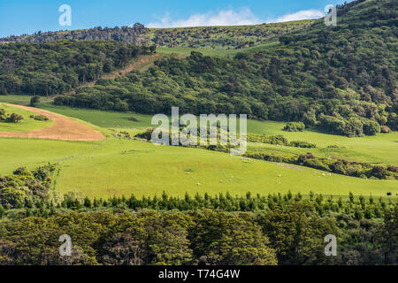 Lush green fields and forests in springtime near Owaka town; South Island, New Zealand Stock Photo