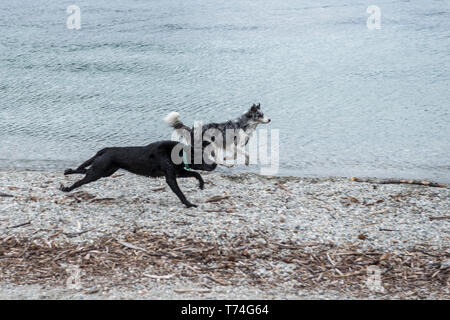 Two dogs running down the beach along the water's edge; Queenstown, South Island, New Zealand Stock Photo