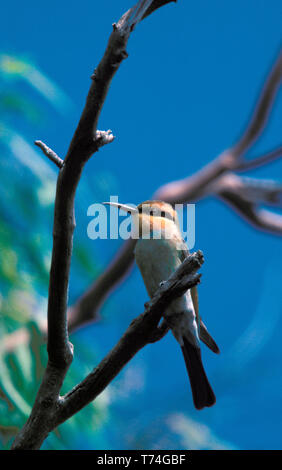 RAINBOW BEE-EATER (MEROPS ORNATUS) PERCHED ON THE BRANCH OF A TREE, PILBARA REGION, WESTERN AUSTRALIA. Stock Photo
