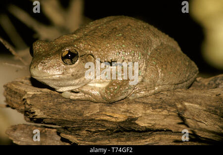 PERON'S TREE FROG (LITORIA PERONI) AUSTRALIA Stock Photo