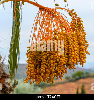 Clusters of dates hanging from a date palm tree (Phoenix dactylifera); Peso da Regua, Vila Real, Portugal Stock Photo