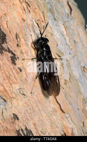 ADULT AMERICAN BLACK SOLDIER FLY (HERMETIA ILLUCENS) Stock Photo