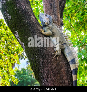 Iguana climbing a tree on an Iguana farm, French Harbour; Roatan, Bay Islands Department, Honduras Stock Photo