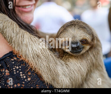 A woman holds a sloth as it looks at the camera, French Cay, Sloth Sanctuary; Roatan, Bay Islands Department, Honduras Stock Photo