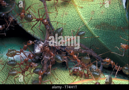 CLOSE-UP OF GREEN TREE ANTS (OECOPHYLLA SMARAGDINA) FEEDING ON DEAD SPIDER, DAINTREE NATIONAL PARK, QUEENSLAND, AUSTRALIA Stock Photo