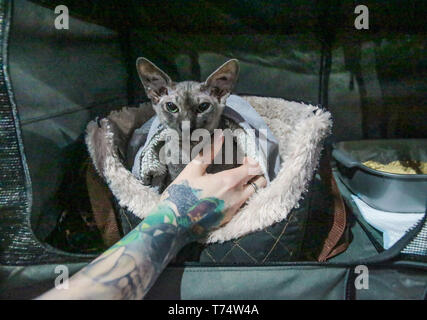 London, UK. 04th May, 2019. Tobacco Docks was transformed into a cat arena, with 71 breeds of cats from the ancient Abyssinian to the newer breeds like the Lykoi cat, and including wild looking Chausie and Bengals.The show features 7 judging rings with international judges visitors to the show were also treated to cat agility and celebrity guests including a book signing from James Bowen and Street Cat Bob.Paul Quezada-Neiman/Alamy live News Credit: Paul Quezada-Neiman/Alamy Live News Stock Photo