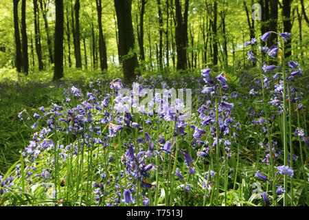 Micheldever, Hampshire, UK. 4th May, 2019. The last of this years bluebells are still flowering under the canopy of beech trees in Micheldever woods near Winchester, Hampshire, England. Credit: Julia Gavin/Alamy Live News Stock Photo