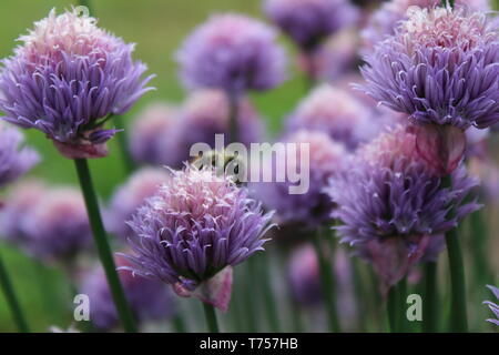 Honey Bee collecting pollen from Chives Onion Flowers in Beautiful British Columbia Stock Photo