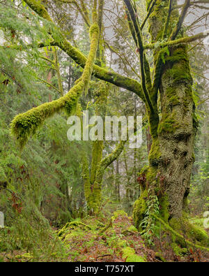 Groves of old-growth trees still dominate the temperate rainforests within Stanley Park near downtown Vancouver, BC, Canada. Stock Photo