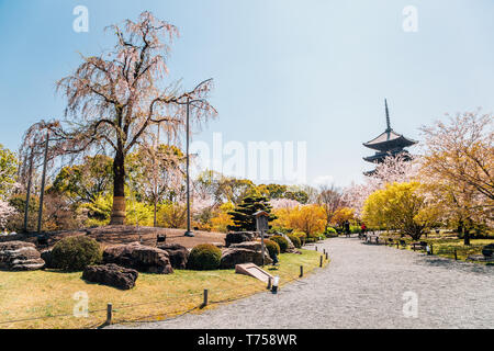 Toji temple and spring cherry blossoms in Kyoto, Japan Stock Photo
