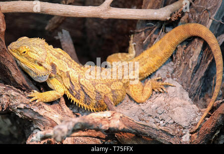 CB Pogona vitticeps Bearded Dragon