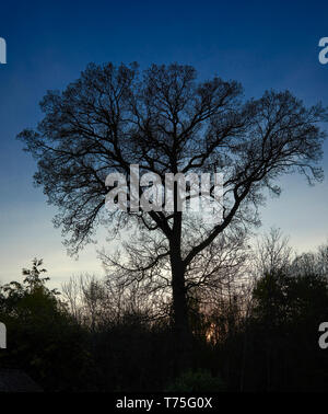 Lone Oak tree in April stands enjoying the peace of a springtime evening Acton Scott, Church Stretton, Shropshire. 22/04/19 Stock Photo