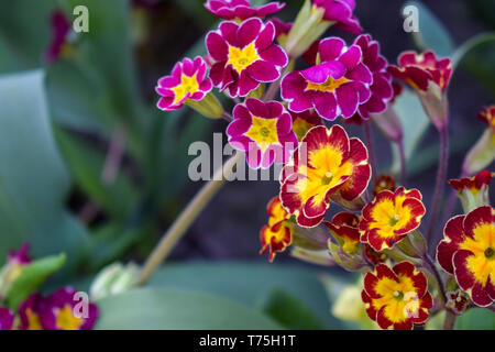 Primrose or primula vulgaris is the first flower blossoming. Hence name primrose or primula. Primrose in spring garden. Stock Photo