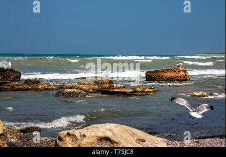 coast of the Caspian Sea with a seagull Stock Photo